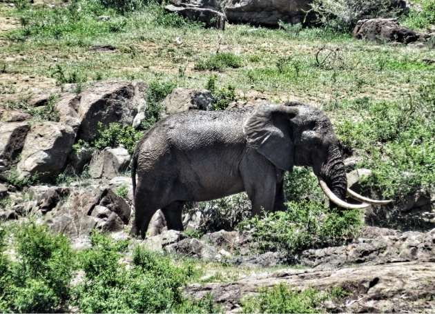 Pitlhwa Safaris - Day trips